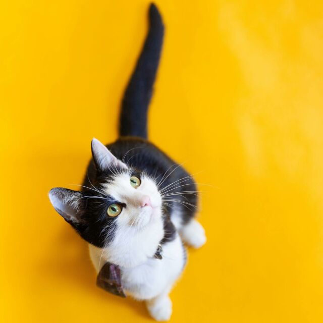 “Good marketing makes the company look smart. Great marketing makes the customer feel smart.” - Joe Chernov

#createtoreach #brandzagency #brandzagencija #marketingagency  #quoteoftheday #catsofinstagram #catoftheday